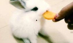 娱乐吃瓜小兔兔