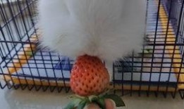 娱乐吃瓜小兔兔